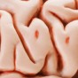 Last Impressions 45: Coming to Our Own Conclusions brain-featured